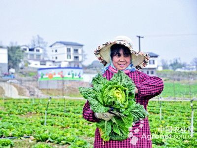 抗病强的月季品种